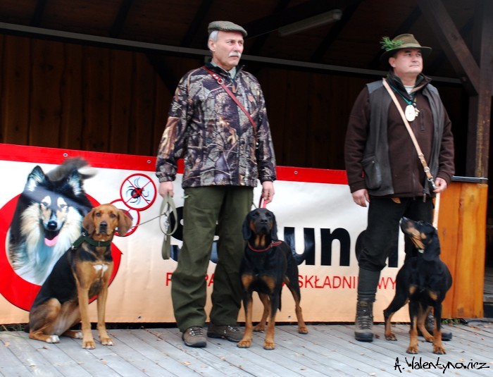 Reprezentacja polskich gończaków