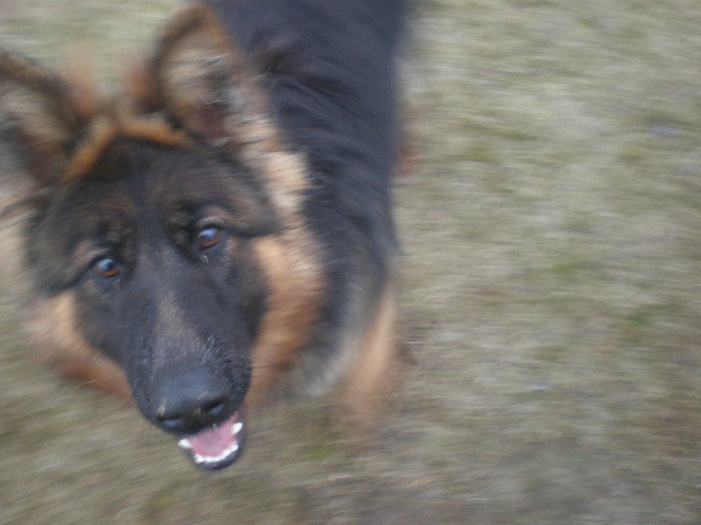 Sara