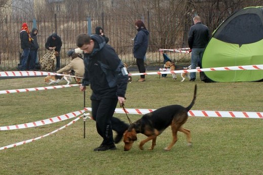 Ciągnięta na ringówce Łoza