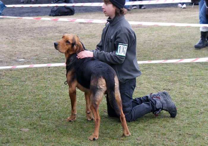 Zagłoba