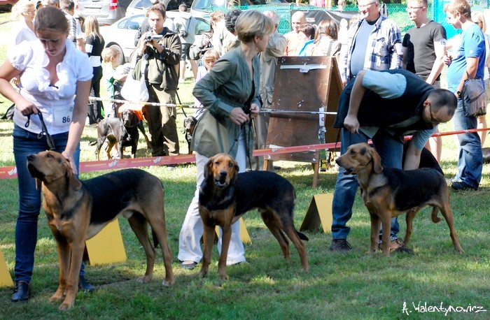 A obok na ringu psiaki-dzieciaki (szczenięta)