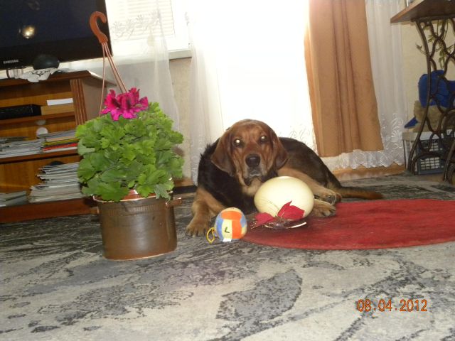 Wielkanoc  2012 018.jpg