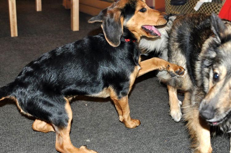 with Foxi and OP leg motion