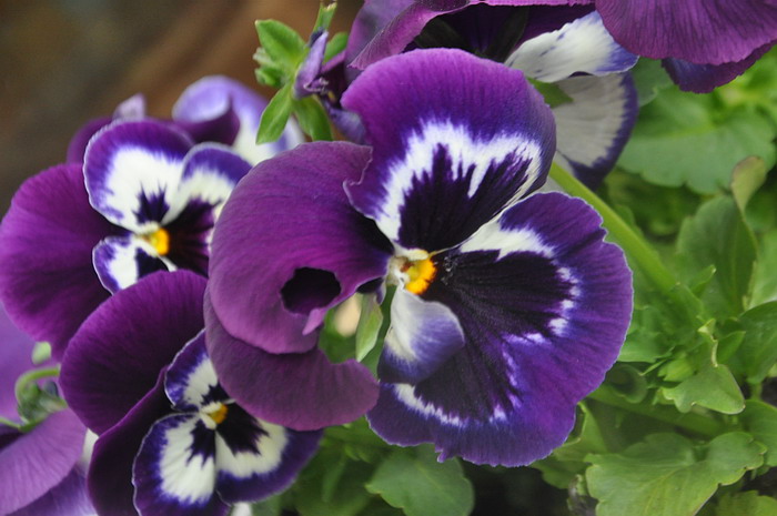 kwiaty_2012_008.jpg