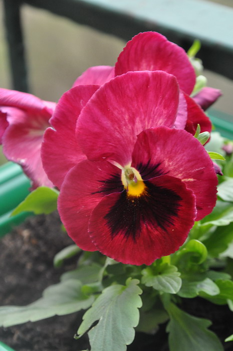 kwiaty_2012_015.jpg