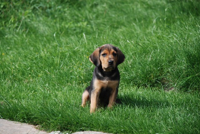 SIERPIEŃ 2011 016 (640x430).jpg