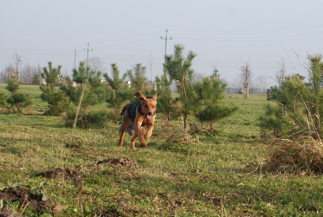 BANDURA2 104 (640x429).jpg