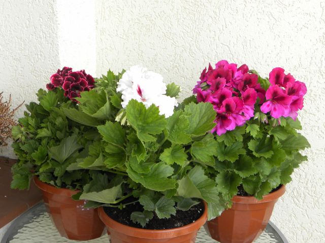 Kwiecień 2012 040.jpg