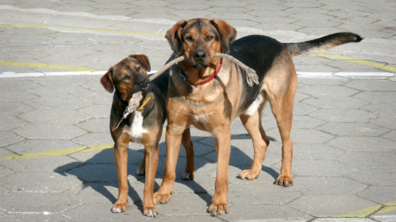 Roket i Gonia.jpg