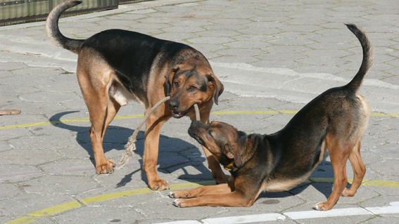 Roket i Gonia 2.jpg