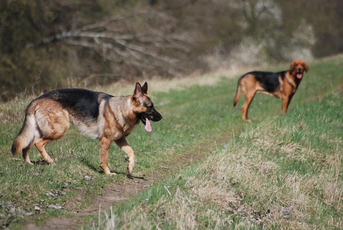 Ares i ja