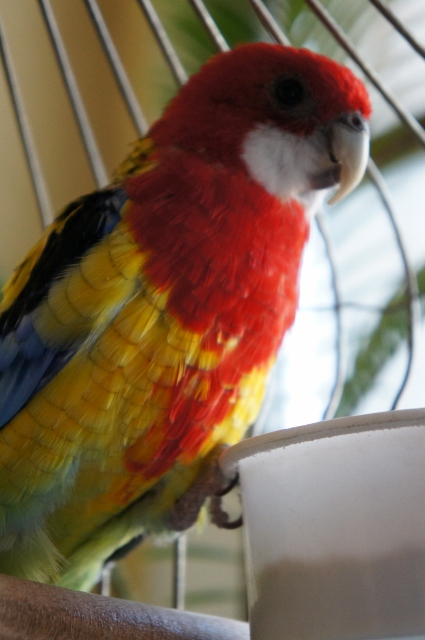DSC00084 (425x640).jpg