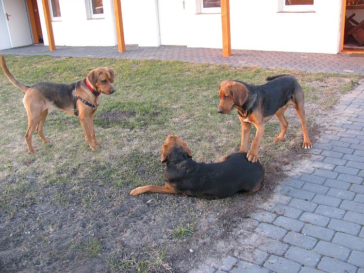 Bruno! Daj spokój! Nawojka patrzy! :)