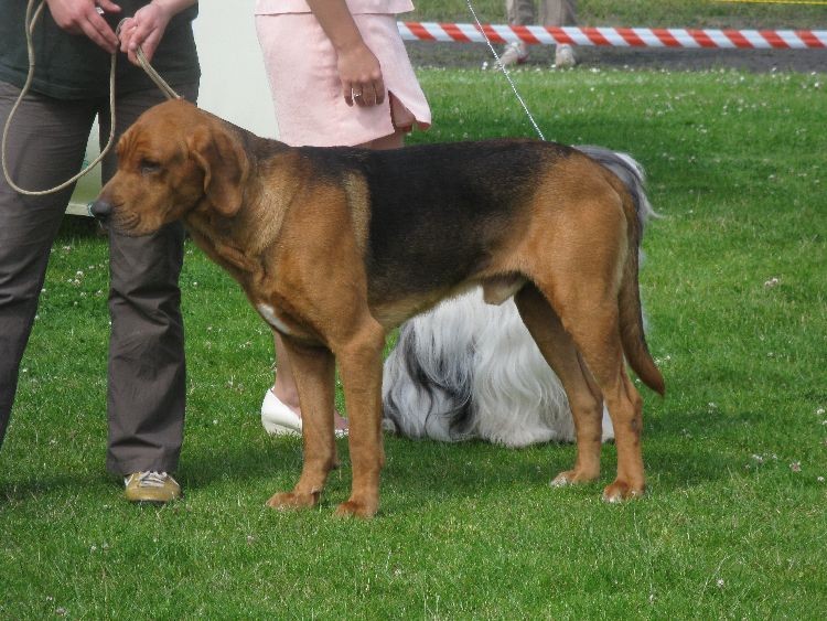 Otrop czekający na BISY1.jpg