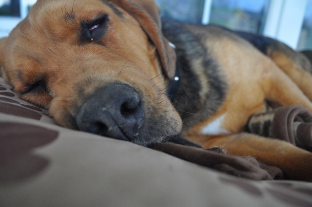 DSC_0160 (640x425).jpg