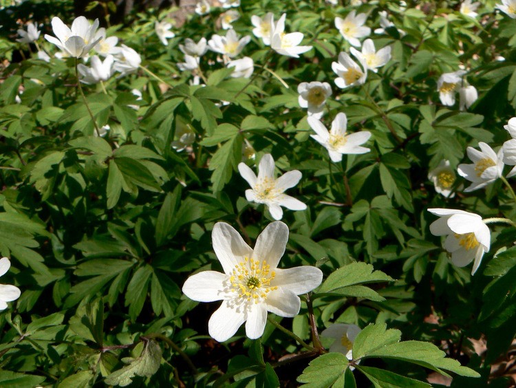 P1590863.JPG