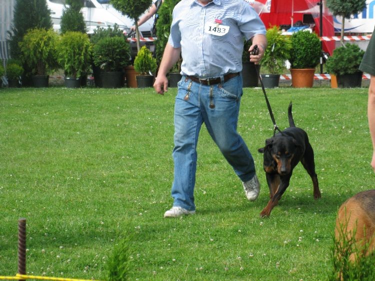 FOX Roma Longus w akcji.jpg