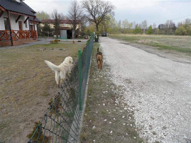 Kamel ma areszt domowy.JPG