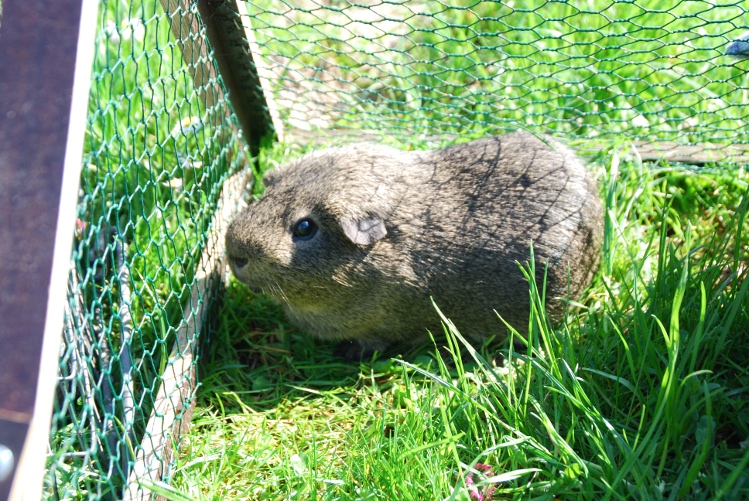 DSC_0065.JPG