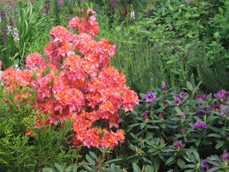 azalia_ogród maj 2012 007.jpg