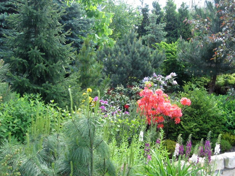 ogród maj 2012 028.jpg