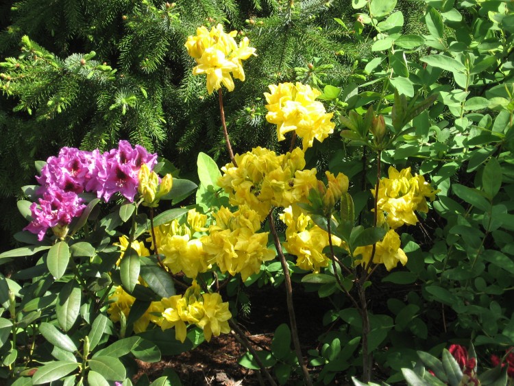 wrzosowate_ogród maj 2012 012.jpg