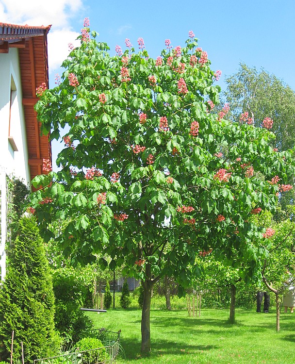 kasztanowiec ogród maj 2012 001.jpg