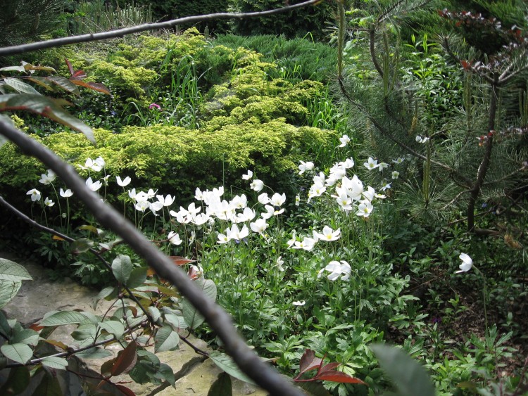 zawilce_ogród maj 2012 021.jpg