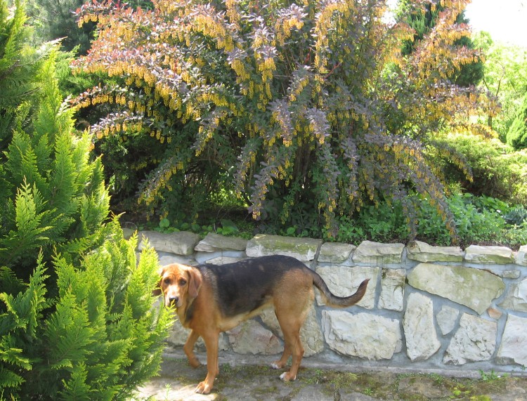 rzadki okaz_ogród maj 2012 019.jpg