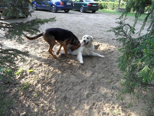 Cudowny nowy kumpel....JPG