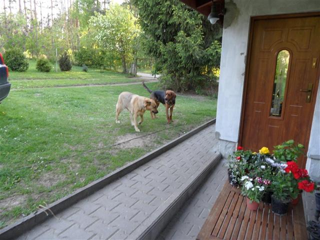 W zimę był połowę mniejszy od Linki.JPG