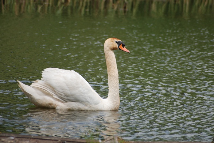 DSC_0014.JPG