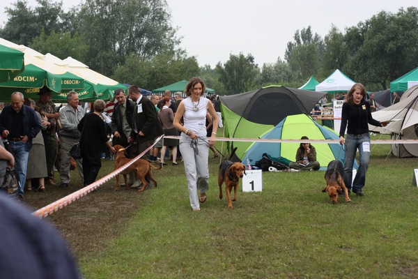 Leśna z Matecznika Ogara i nie wiem kto