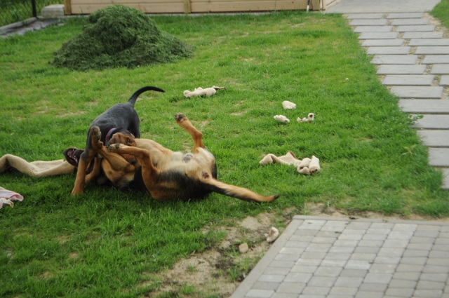 DSC_0080 (640x425).jpg