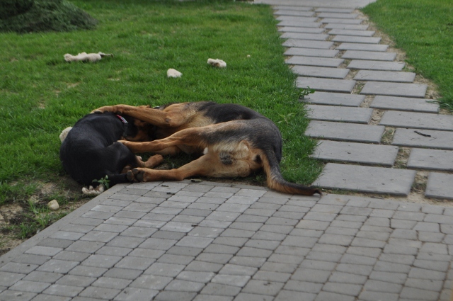 DSC_0035 (640x425).jpg