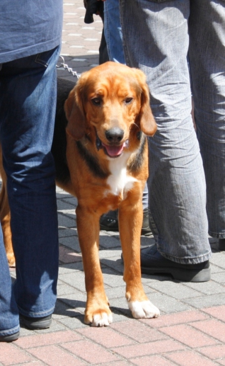 uśmiech Czardasza
