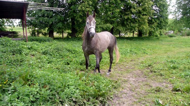 Znajomy mojego ludzia, arab jeden, gryzie mimo że mu dajemy marchewkę, mój róweiśnik, jego tata wziął Derby.