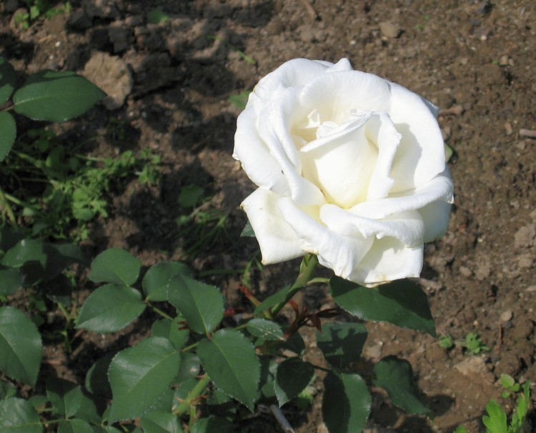 ogród 13 czerwiec 2012 023.jpg