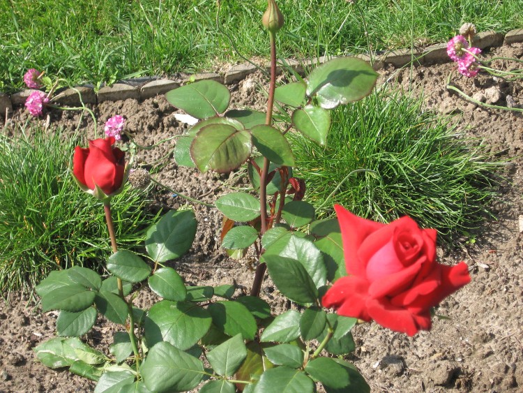 ogród 13 czerwiec 2012 024.jpg