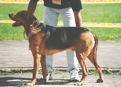 Saksofon Goniwiatr.jpg