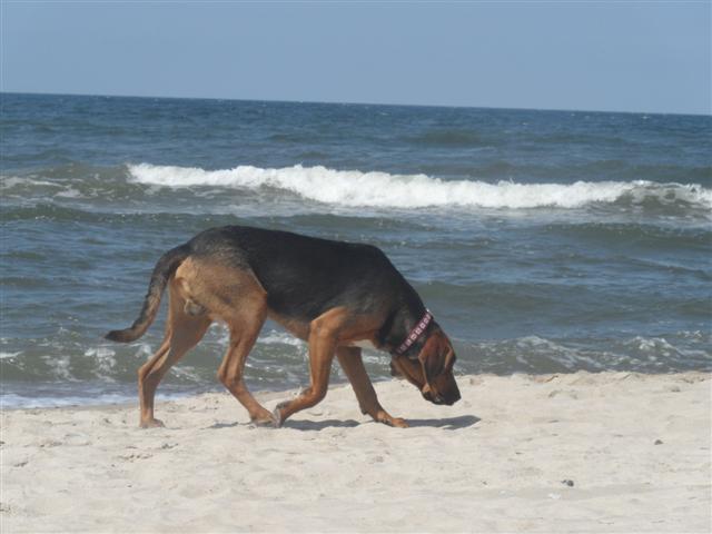 spacerek po plaży.JPG
