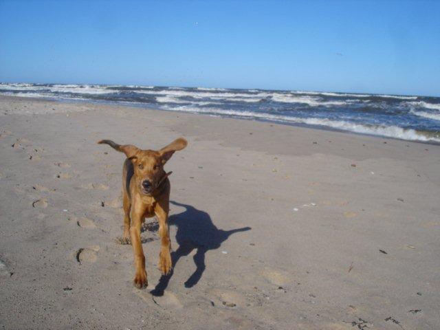 2012 03 11 Dumbo.jpg