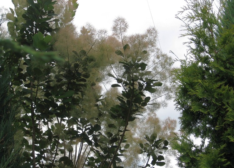 ogród lipiec2012 004.jpg