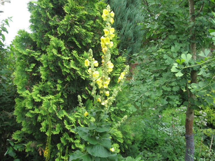 ogród lipiec2012 005.jpg