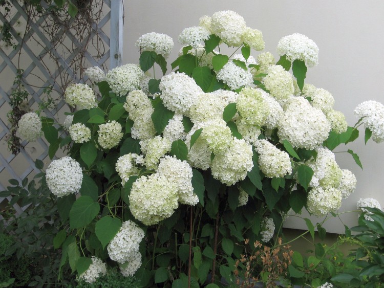ogród lipiec2012 008.jpg