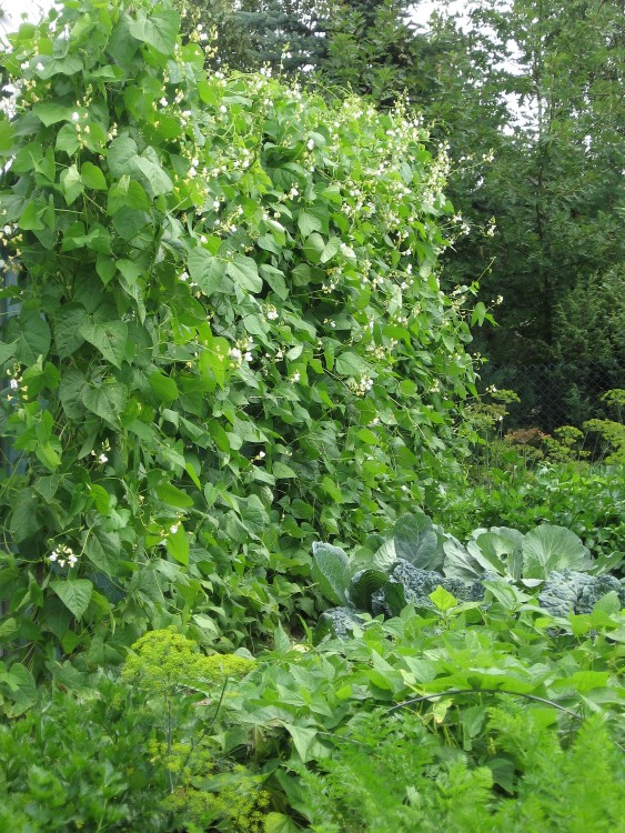 ogród lipiec2012 012.jpg