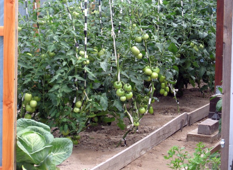 ogród lipiec2012 013.jpg