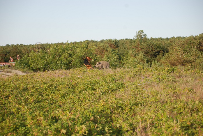 DSC_0219.JPG