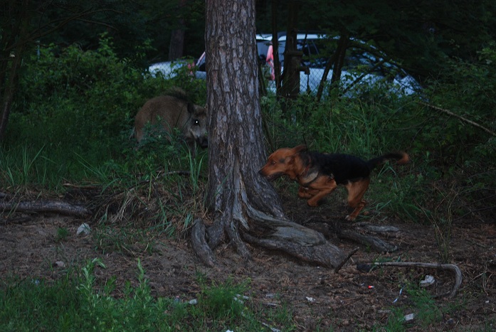 DSC_0363.JPG