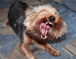 yorkshire-terrier-teeth.jpg